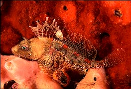 色鮮やかなラウスカジカ